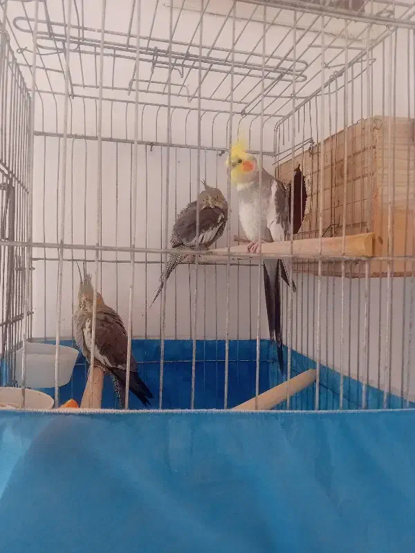 عروس هلندی نر و ماده رام و دستی|پرنده|قرچک, مجتمع مسکونی طبیعت|دیوار