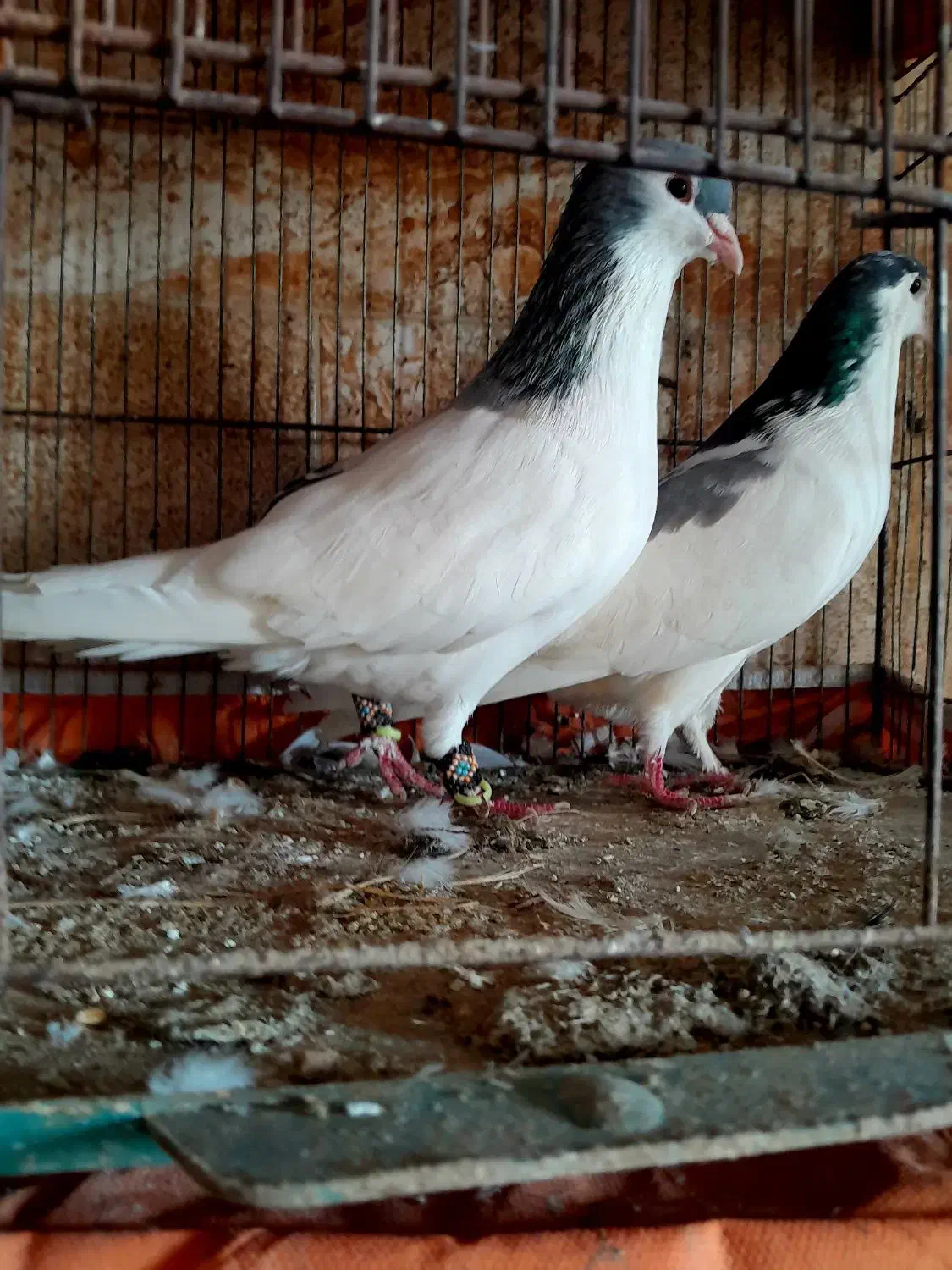 کبوتر ساده چپ|پرنده|آمل, |دیوار