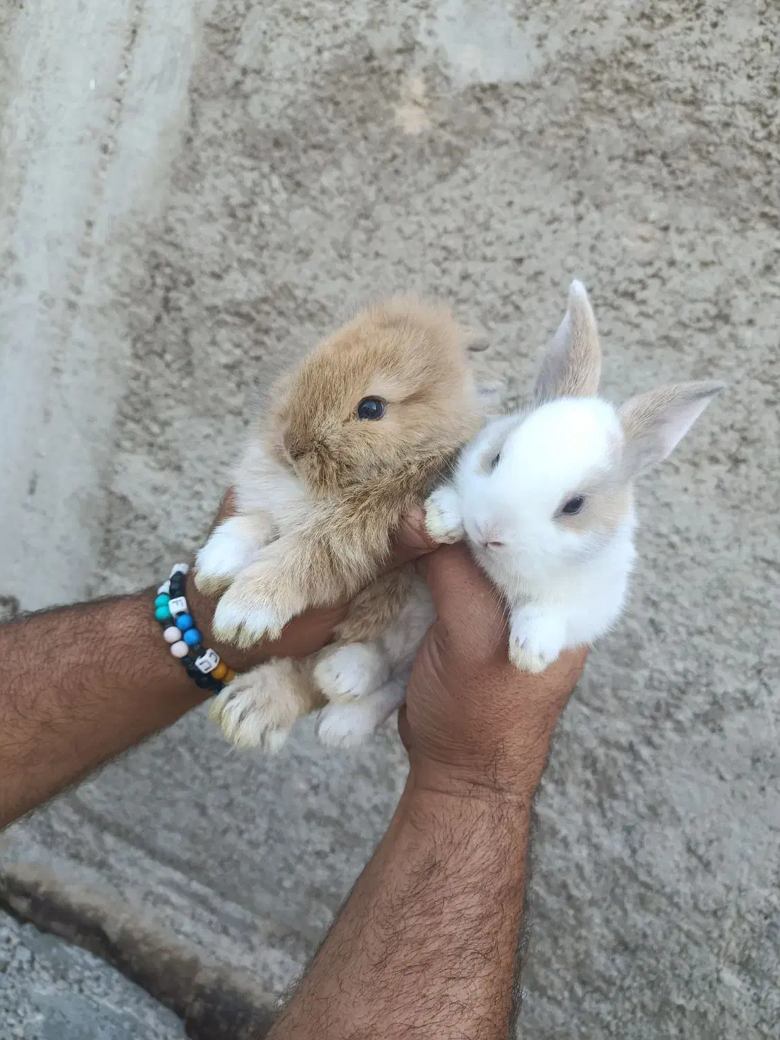 توله خرگوش|موش و خرگوش|بندر ماهشهر, |دیوار