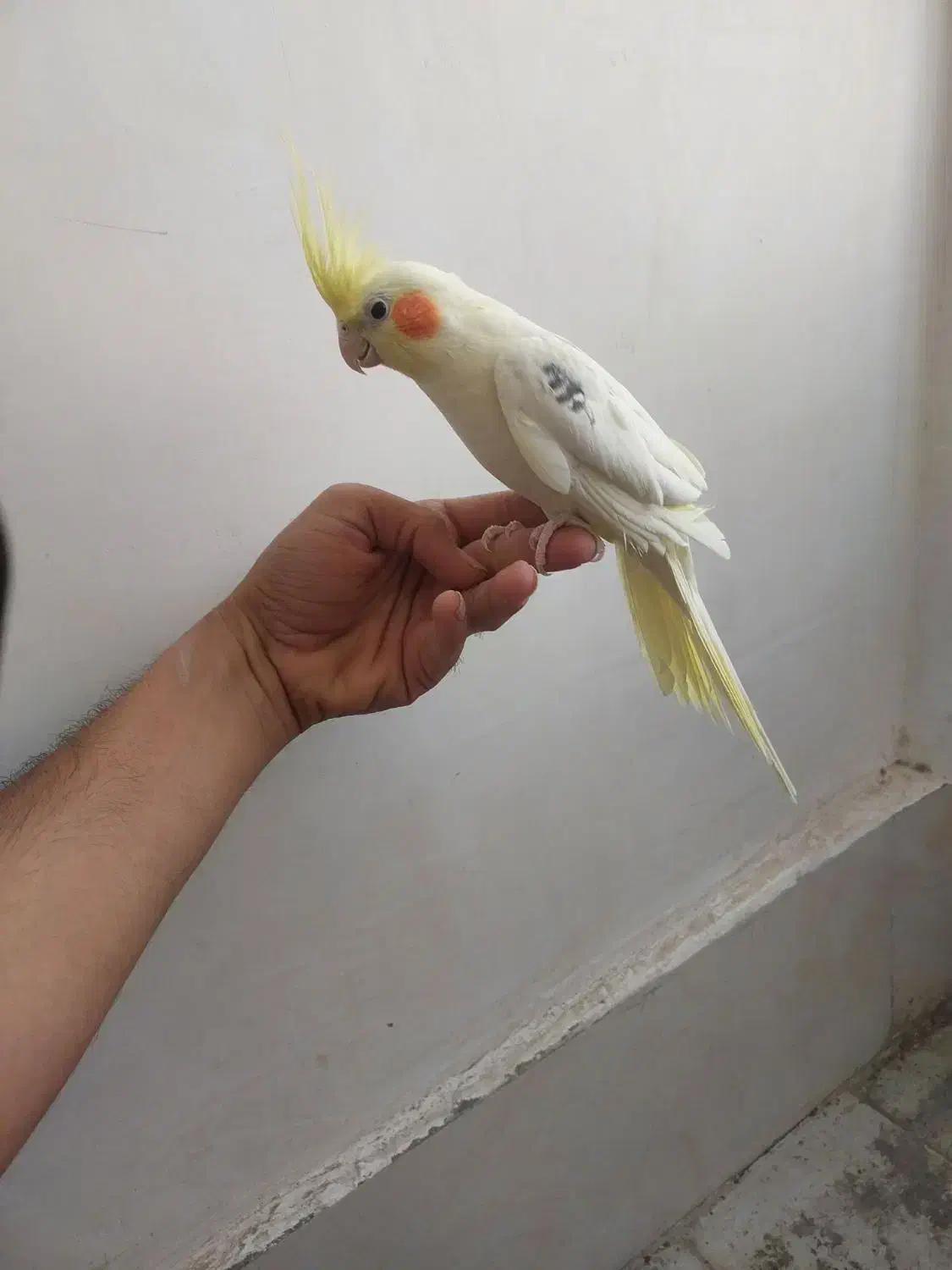 پرنده عروس هلندی|پرنده|گلمکان, |دیوار