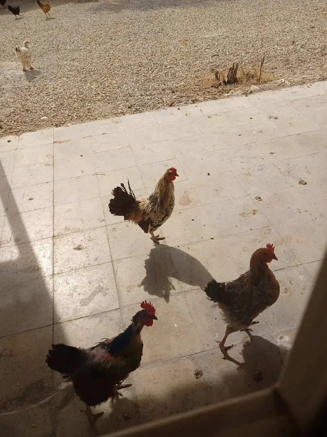 خروس نژاد دار میناتوری|حیوانات مزرعه|کوهمره, |دیوار