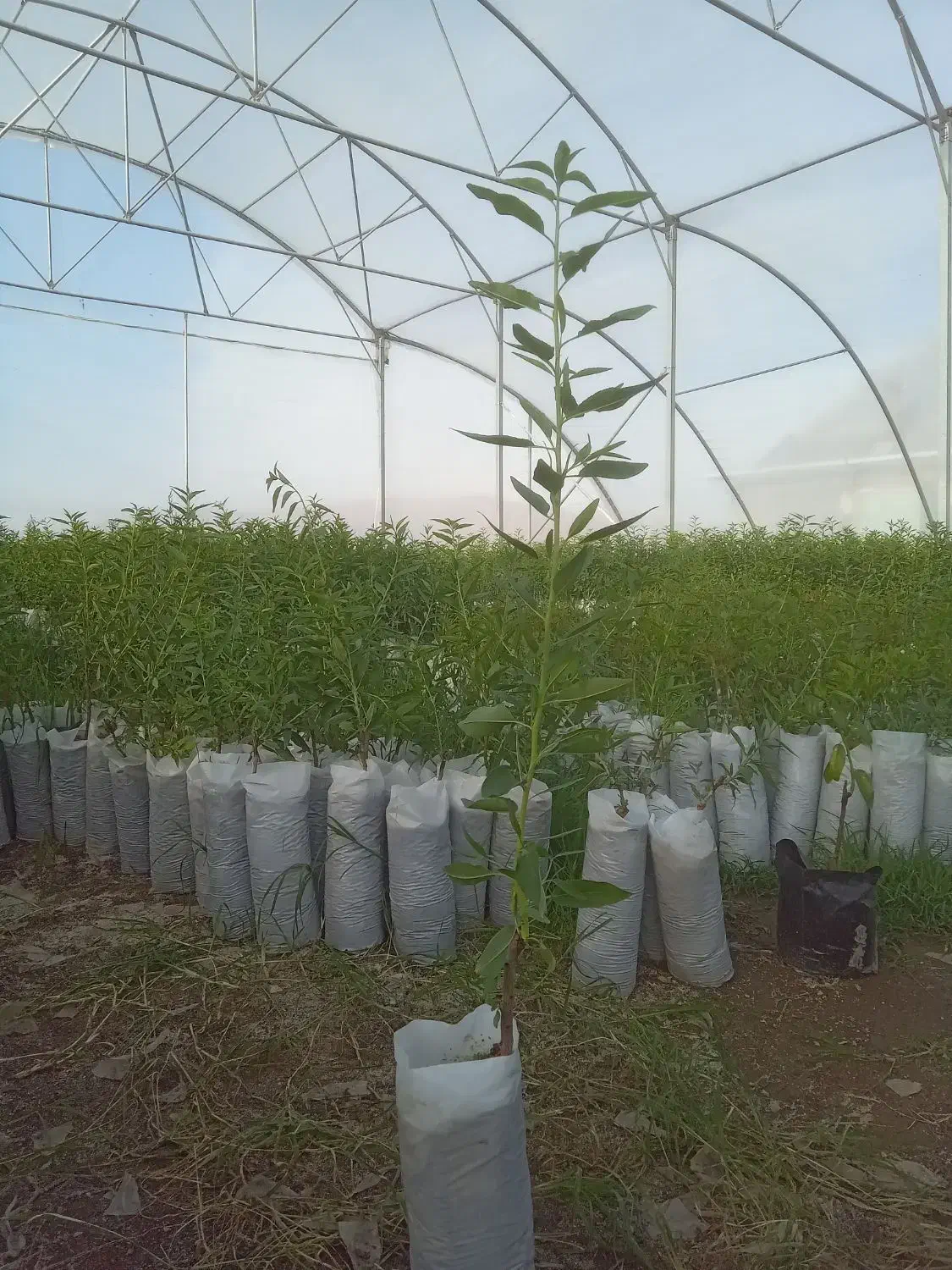 نهال بادام گلدانی|گل و گیاه طبیعی|نقده, |دیوار