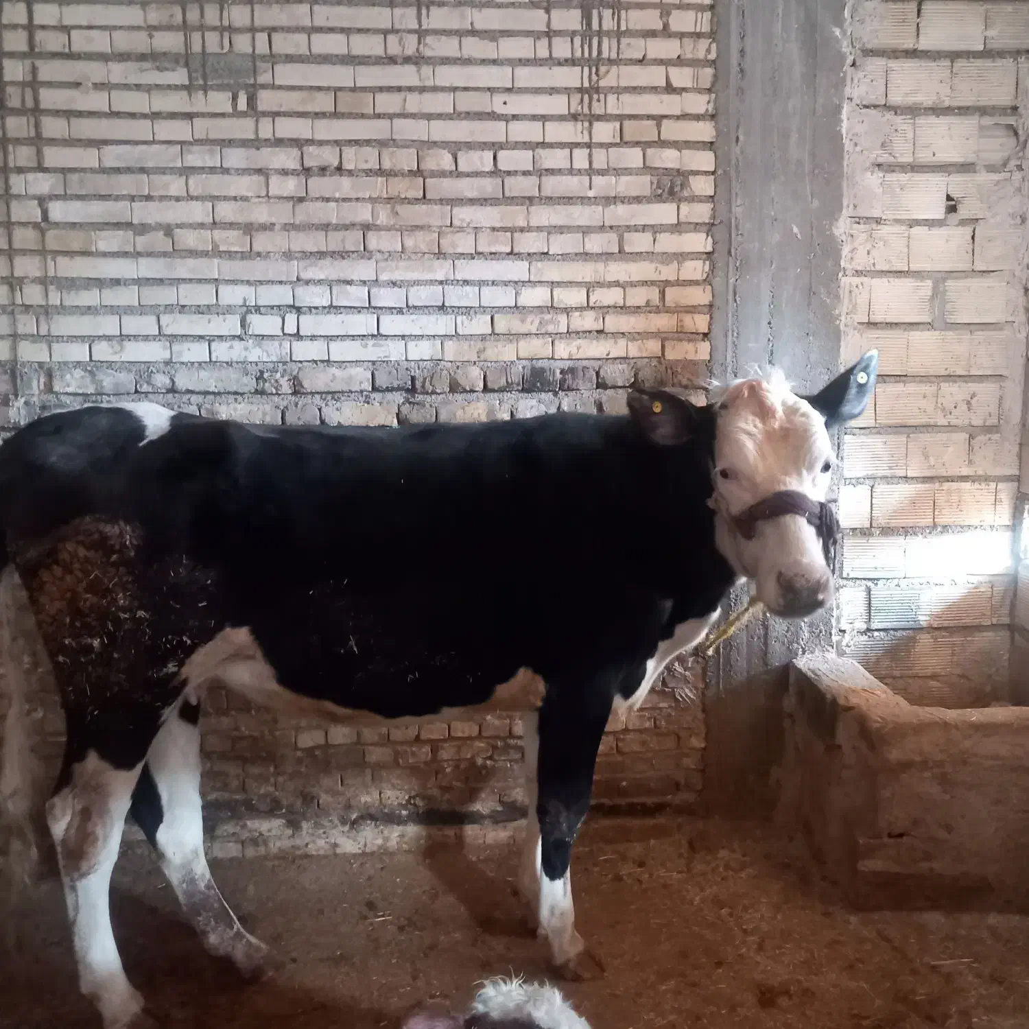 فروشی|حیوانات مزرعه|اصفهان, فرودگاه|دیوار