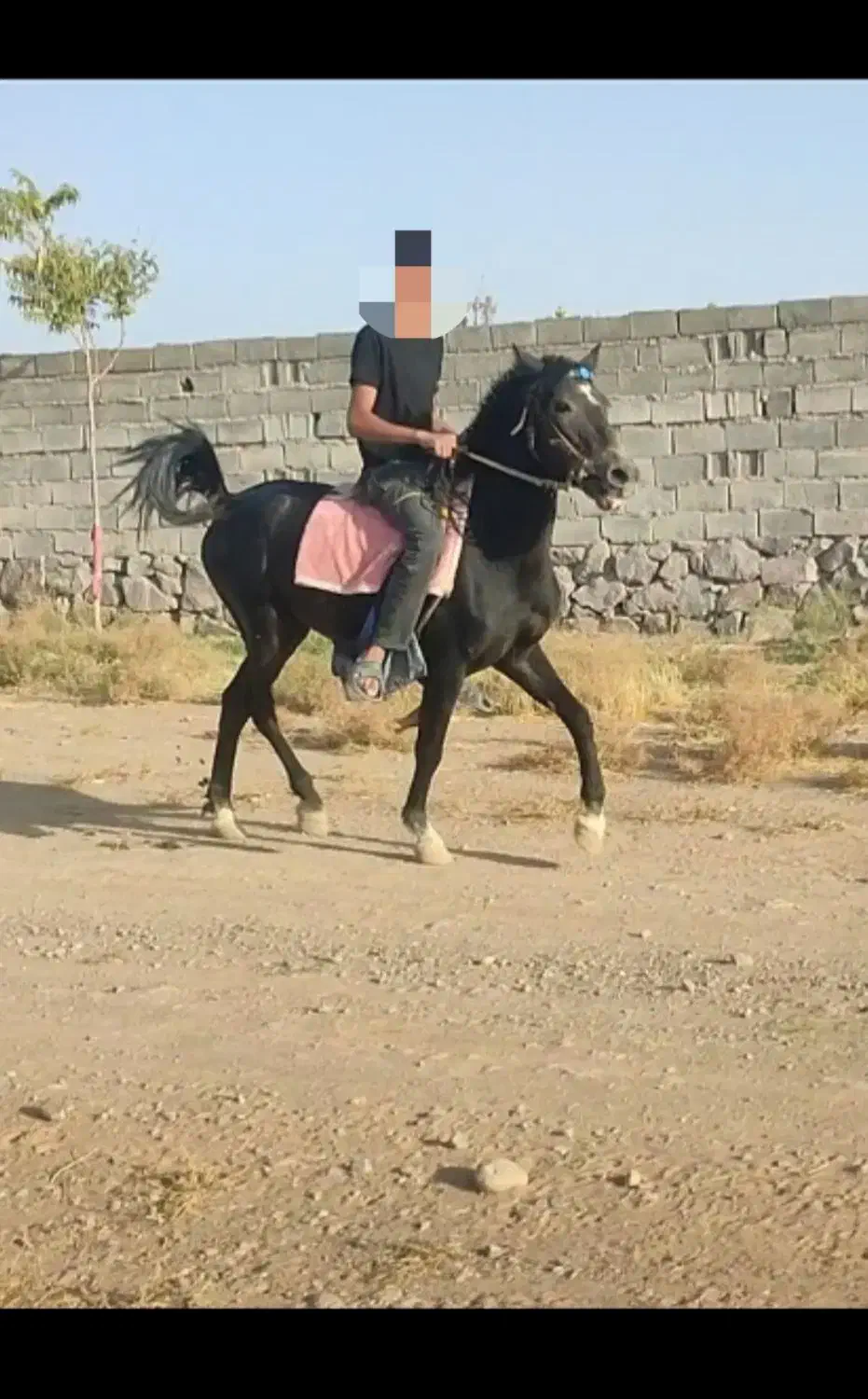 اسبهای یورقه با گوسفند یا بز معاوضه میکنم|اسب و تجهیزات اسبسواری|مشهد, دانشجو|دیوار