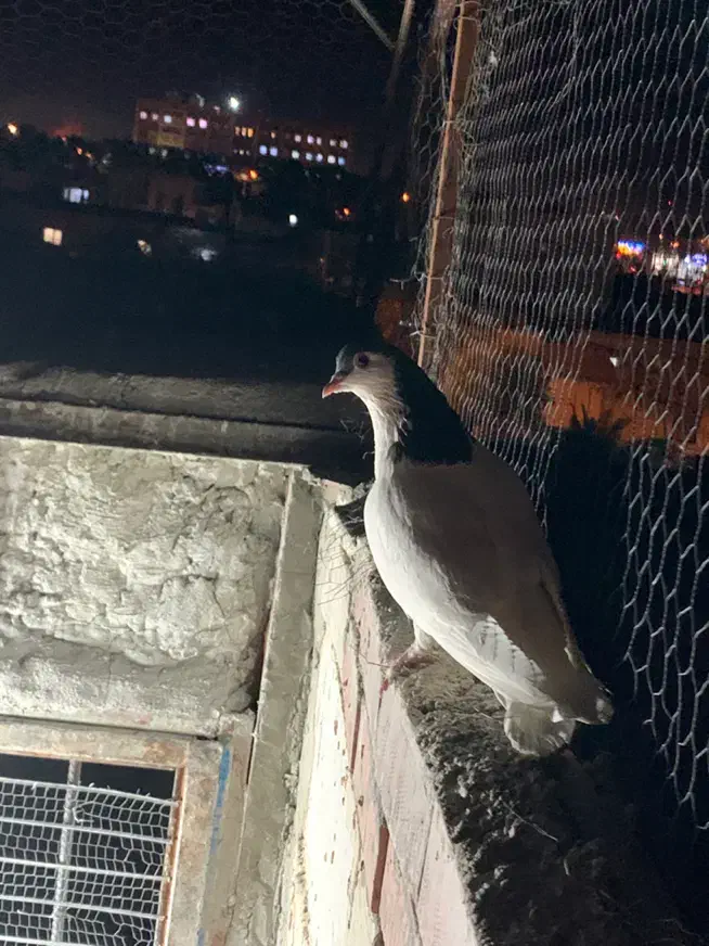 نر یال سیاه|پرنده|کرمان, |دیوار