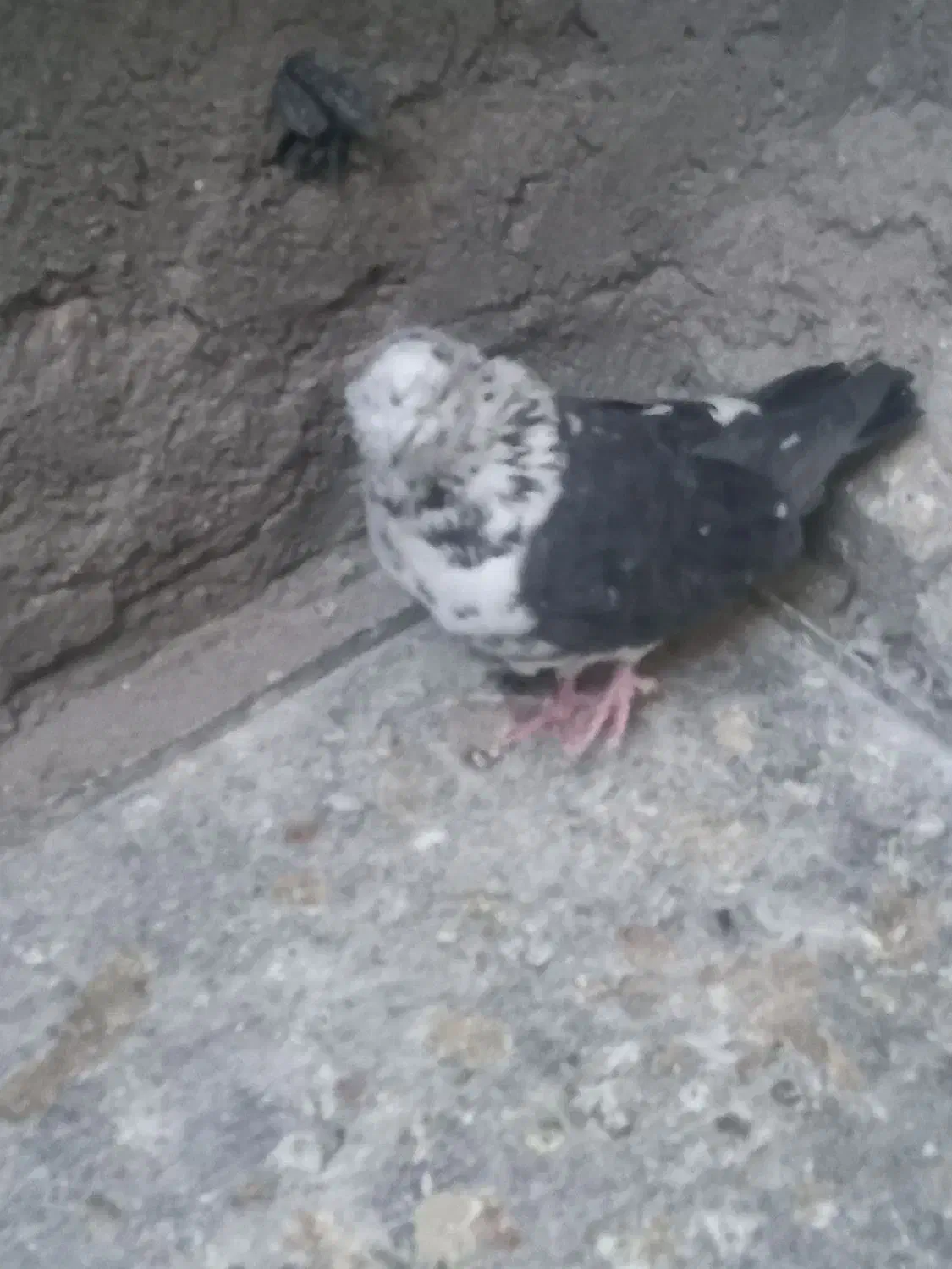 نر سوسکی نوک ریز کله پفکی|پرنده|بیستون, |دیوار