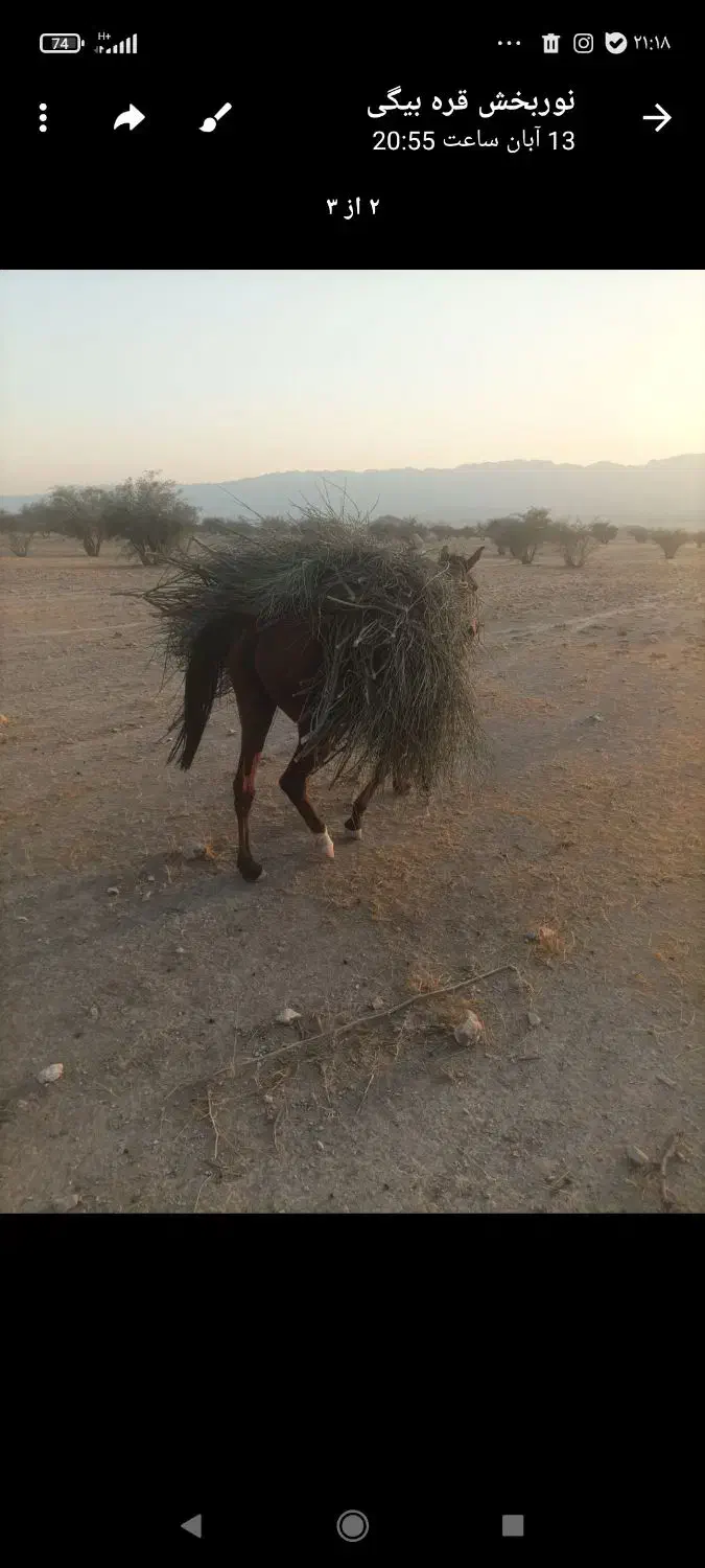 فروش اسب مادیان|اسب و تجهیزات اسب‌سواری|فیروزآباد (فارس), |دیوار