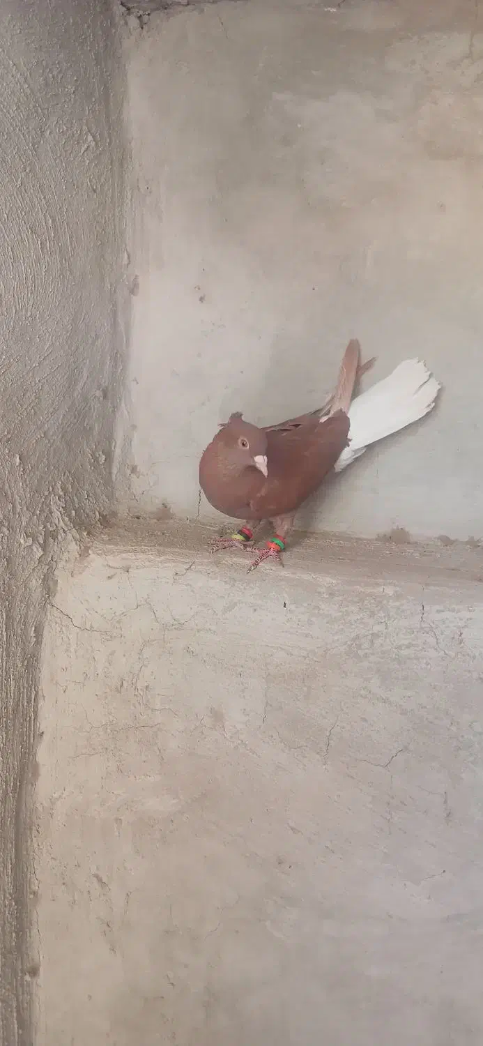 سرخ دم سفید ماده|پرنده|نرماشیر, |دیوار