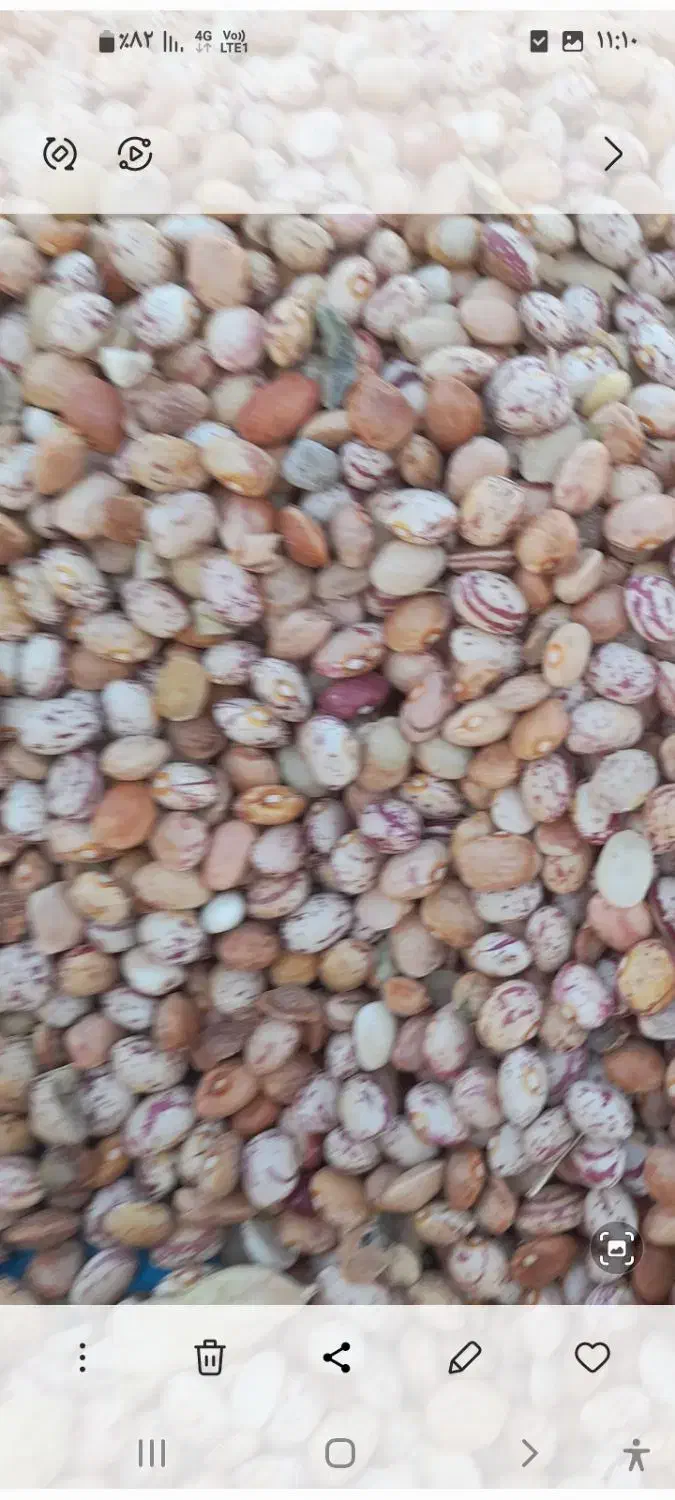 لوبیا چیتی درشت|خوردنی و آشامیدنی|اقلید, |دیوار