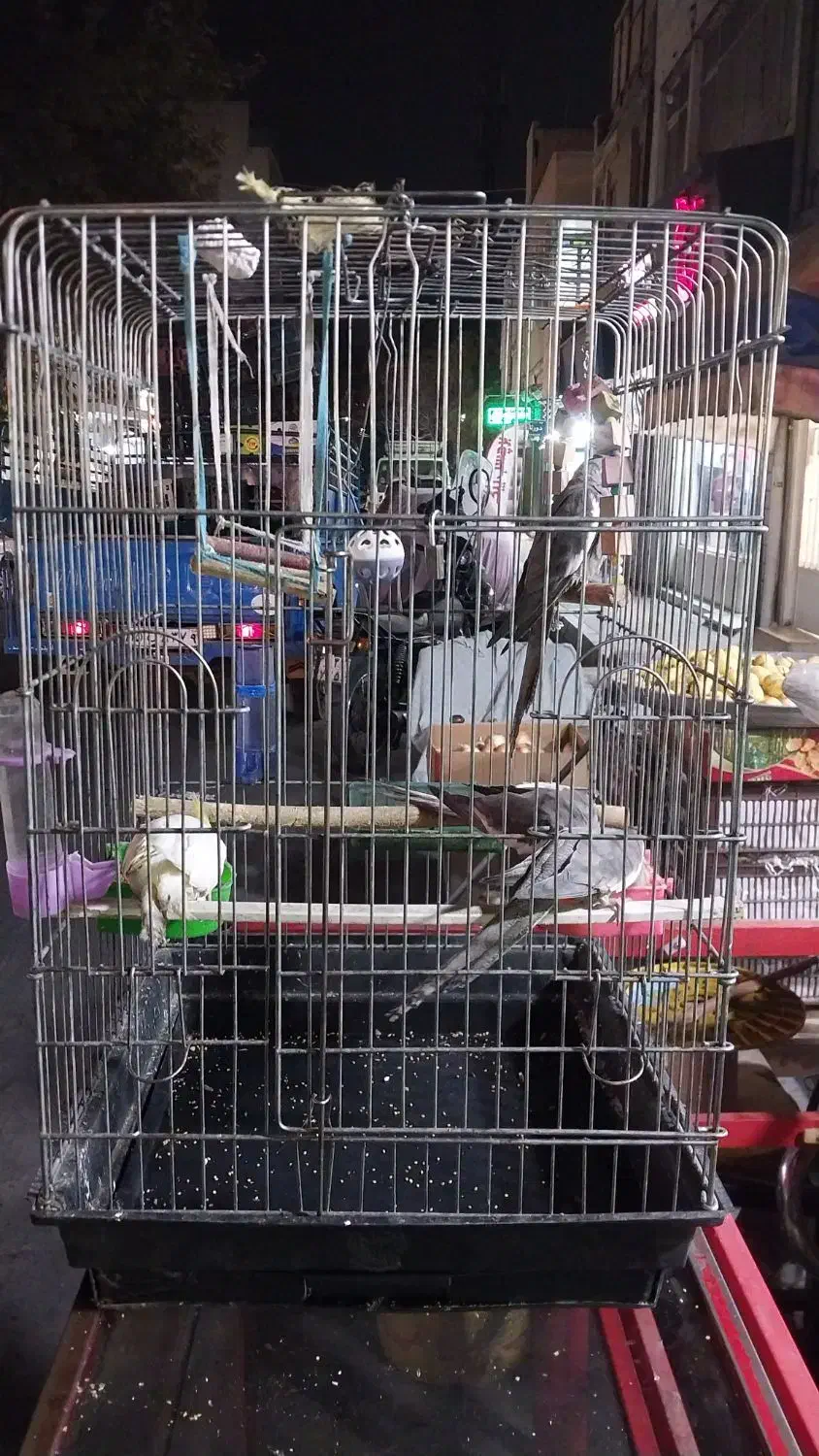 ۴ تا عروس حلندی نر و ماده جوان|پرنده|تهران, شکیبا|دیوار