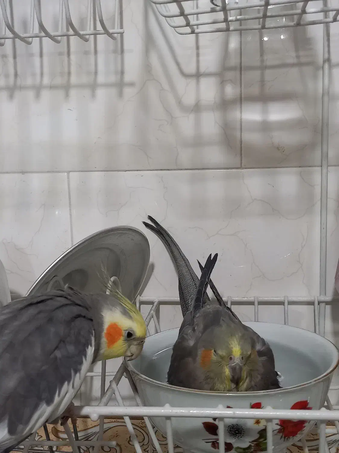 یک جفت عروس هلندی رام و دستی|پرنده|سپیدان, |دیوار