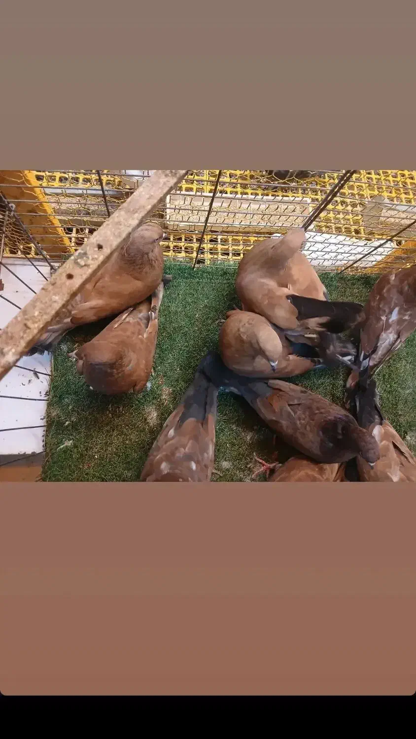 کله ای تاپ|پرنده|دیلم, |دیوار