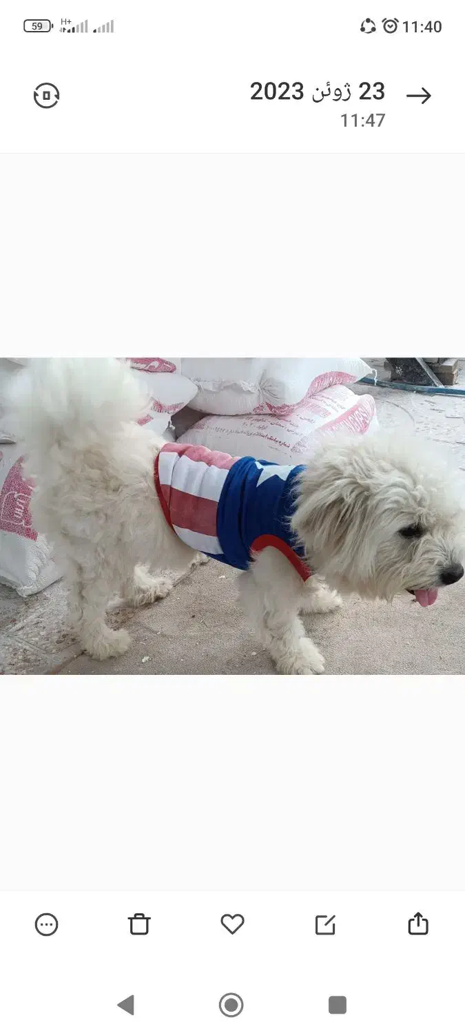 دوتا سگ زیبا و باهوش|سگ|سنگر, |دیوار