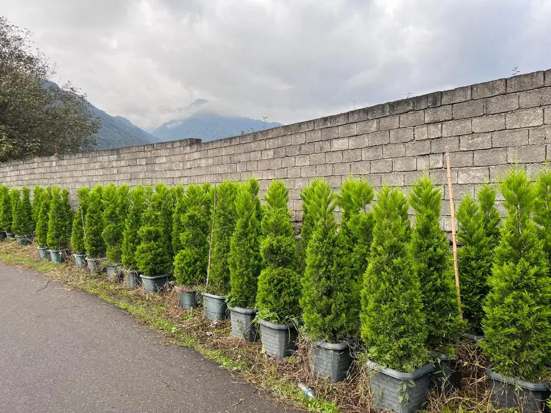 لافسون جعبه چهل ریشه پرس|گل و گیاه طبیعی|چابکسر, |دیوار