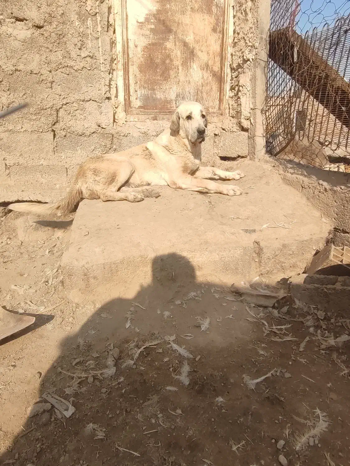 سگ ماده|سگ|خسروشاه, |دیوار