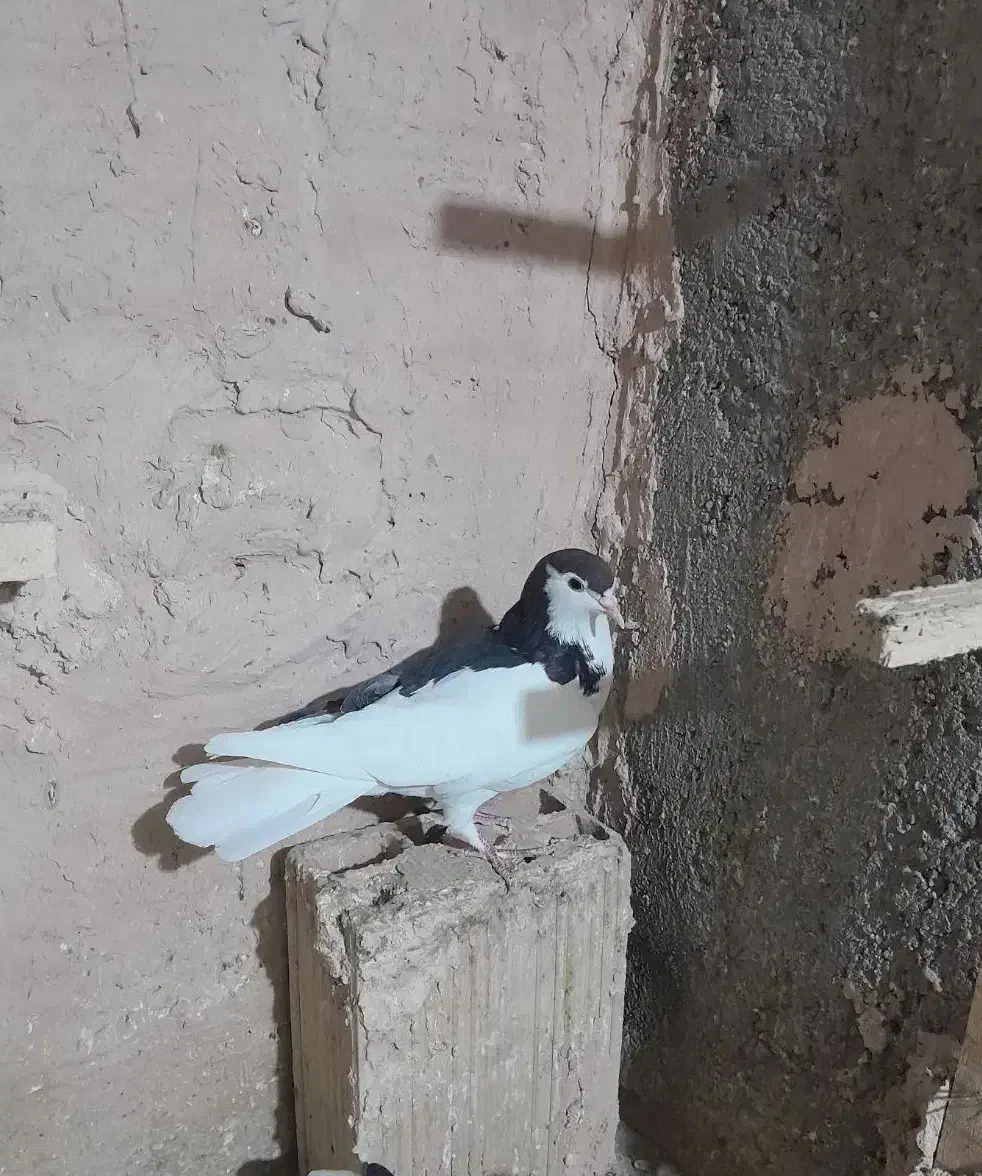 کبوتر|پرنده|سبزوار, شرق کال شمالی|دیوار