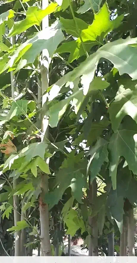 چنار با طراوت شاداب|گل و گیاه طبیعی|تهران, خلیج فارس|دیوار