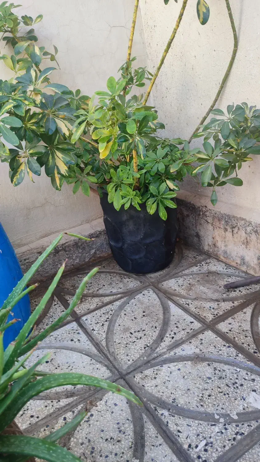 گلدان و گل|گل و گیاه طبیعی|ورامین, خیر آباد|دیوار