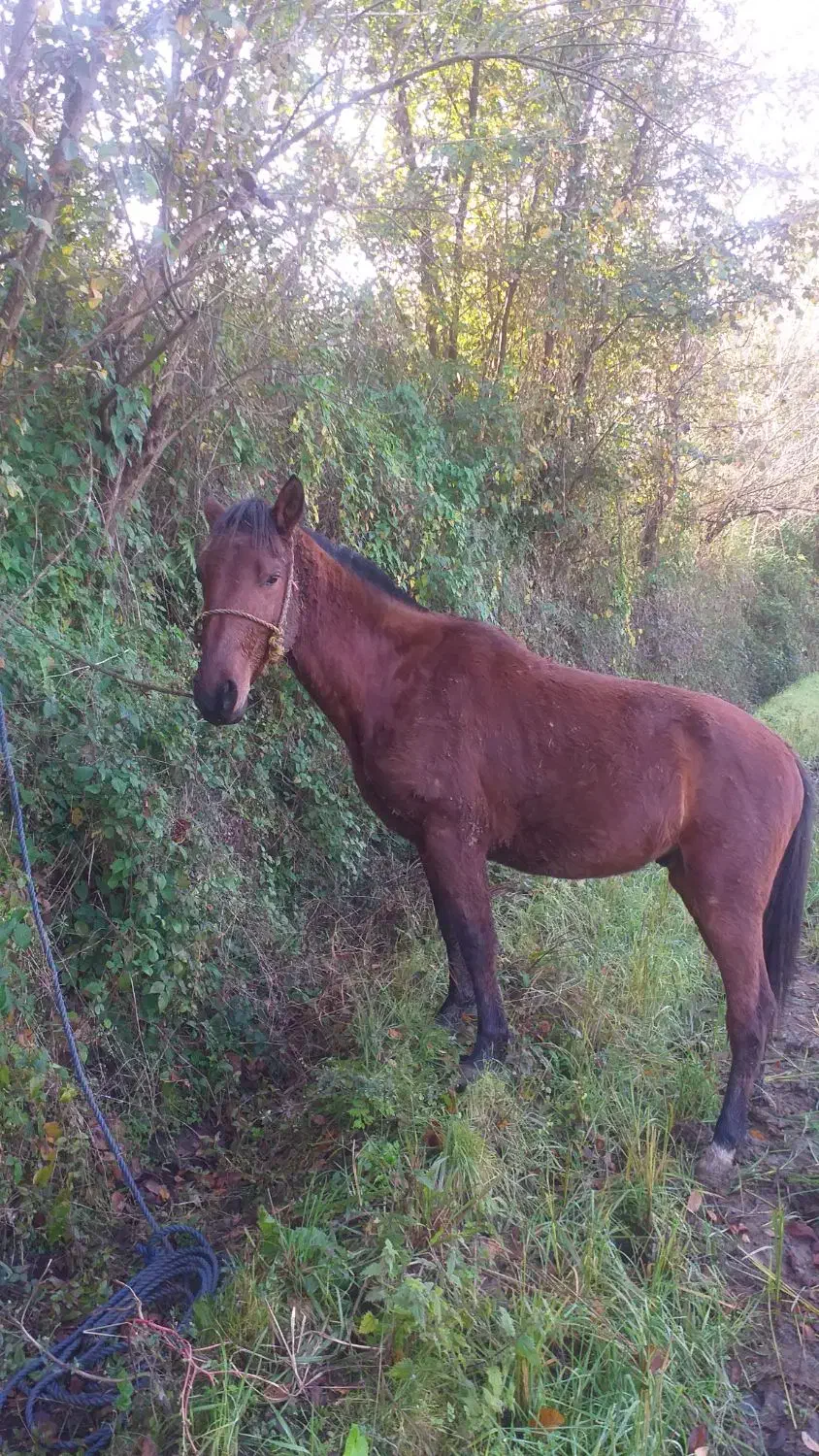 اسب نریان چهارسال|اسب و تجهیزات اسب‌سواری|املش, |دیوار