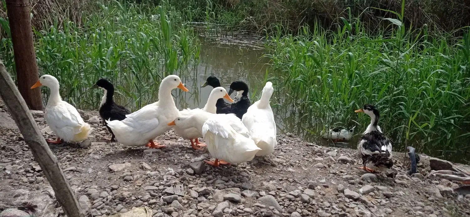 فروش اردک|حیوانات مزرعه|لنگرود, |دیوار