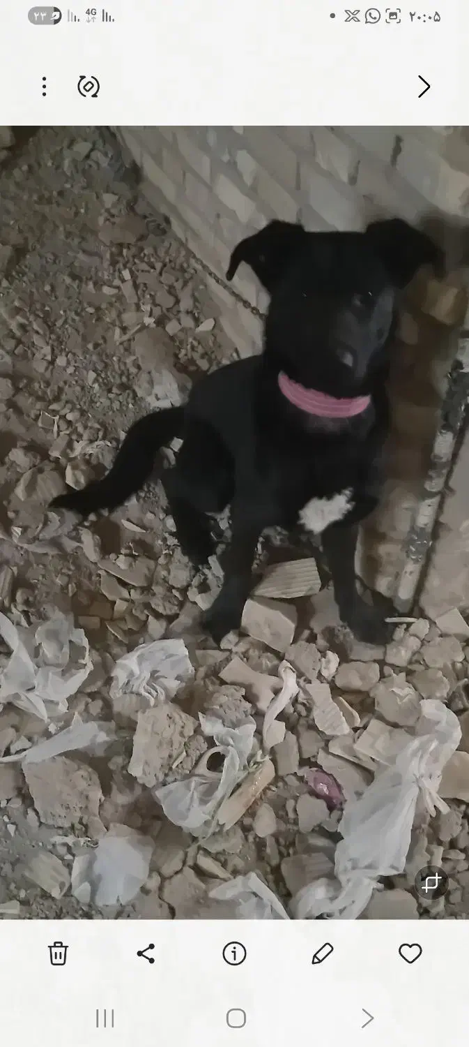 سگ نگهبان هوشیار|سگ|حمیدیا, |دیوار