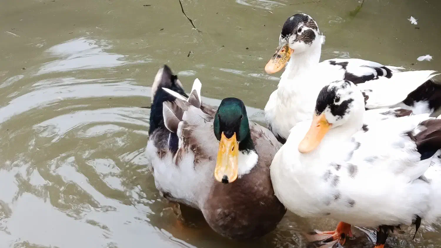 فروش غاز و اردک|حیوانات مزرعه|رشت, لاکان|دیوار