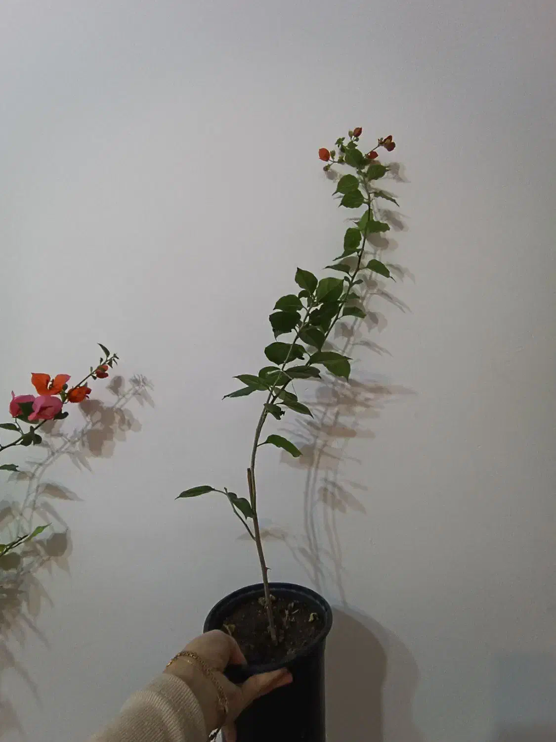 گل کاغذی های خوشرنگ و جوان|گل و گیاه طبیعی|مراغه, |دیوار