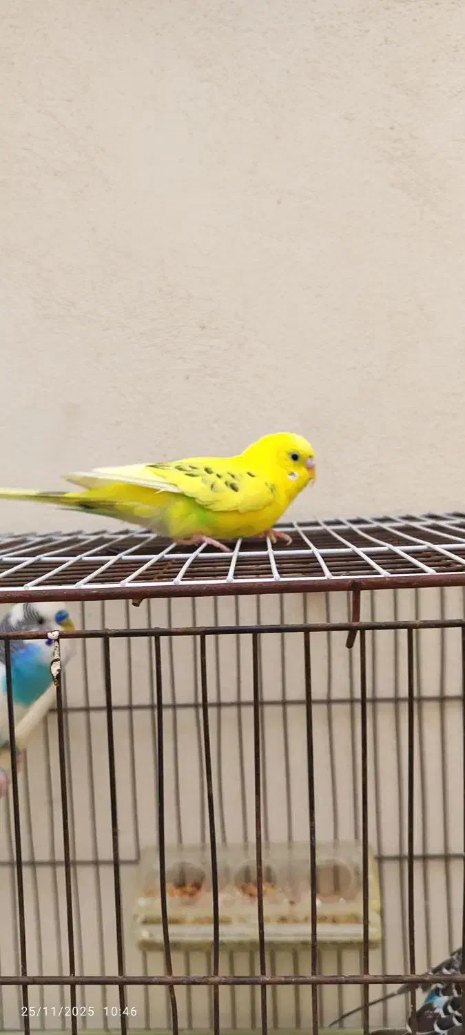 مرغ عشق|پرنده|محمدیه-قزوین, |دیوار