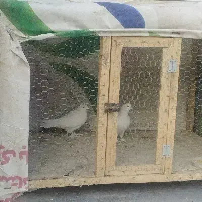 گمشده مژدگانی دارد|حیوانات|آذرشهر, |دیوار