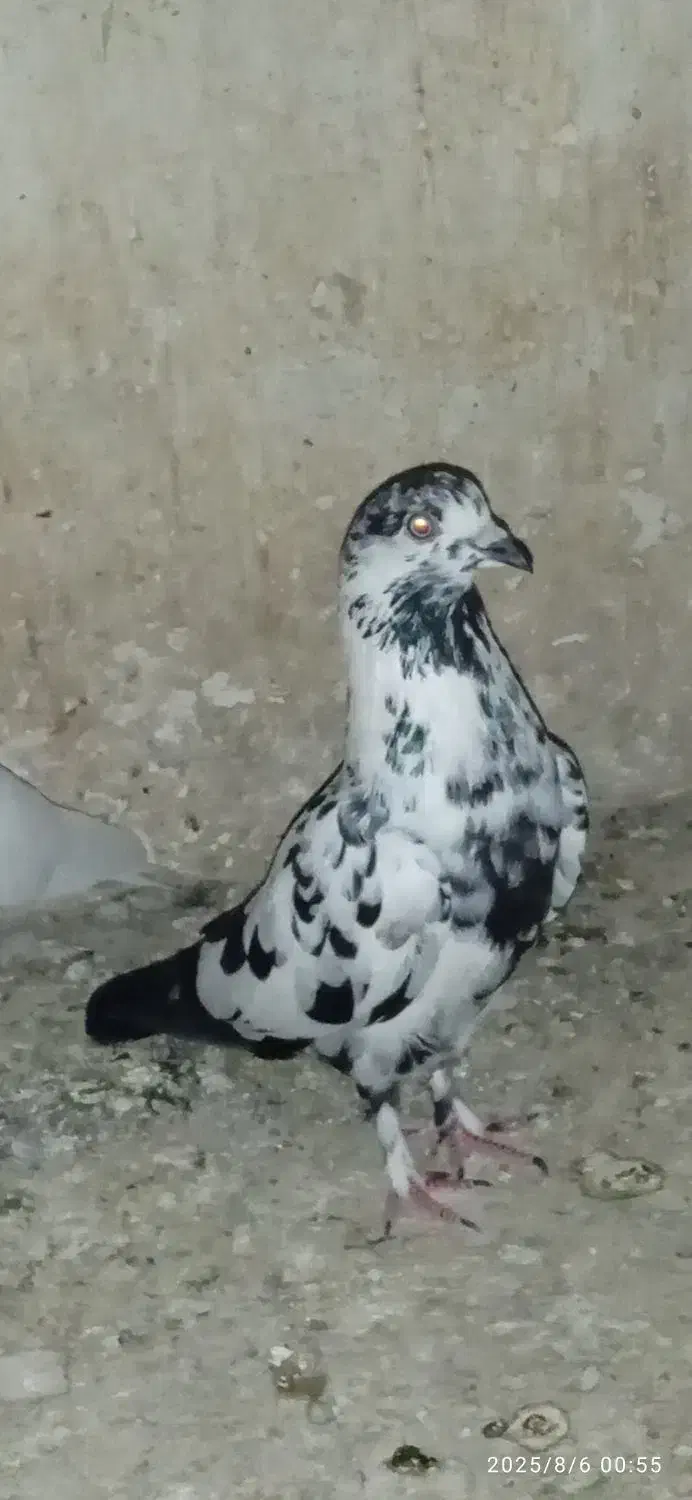 کفتر پرشی وغیره|پرنده|شیروان (خراسان), |دیوار