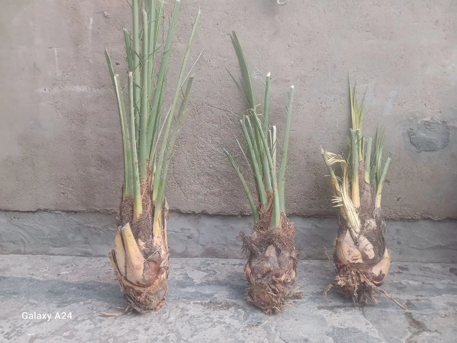 نخل بریم|گل و گیاه طبیعی|بندر ماهشهر, |دیوار