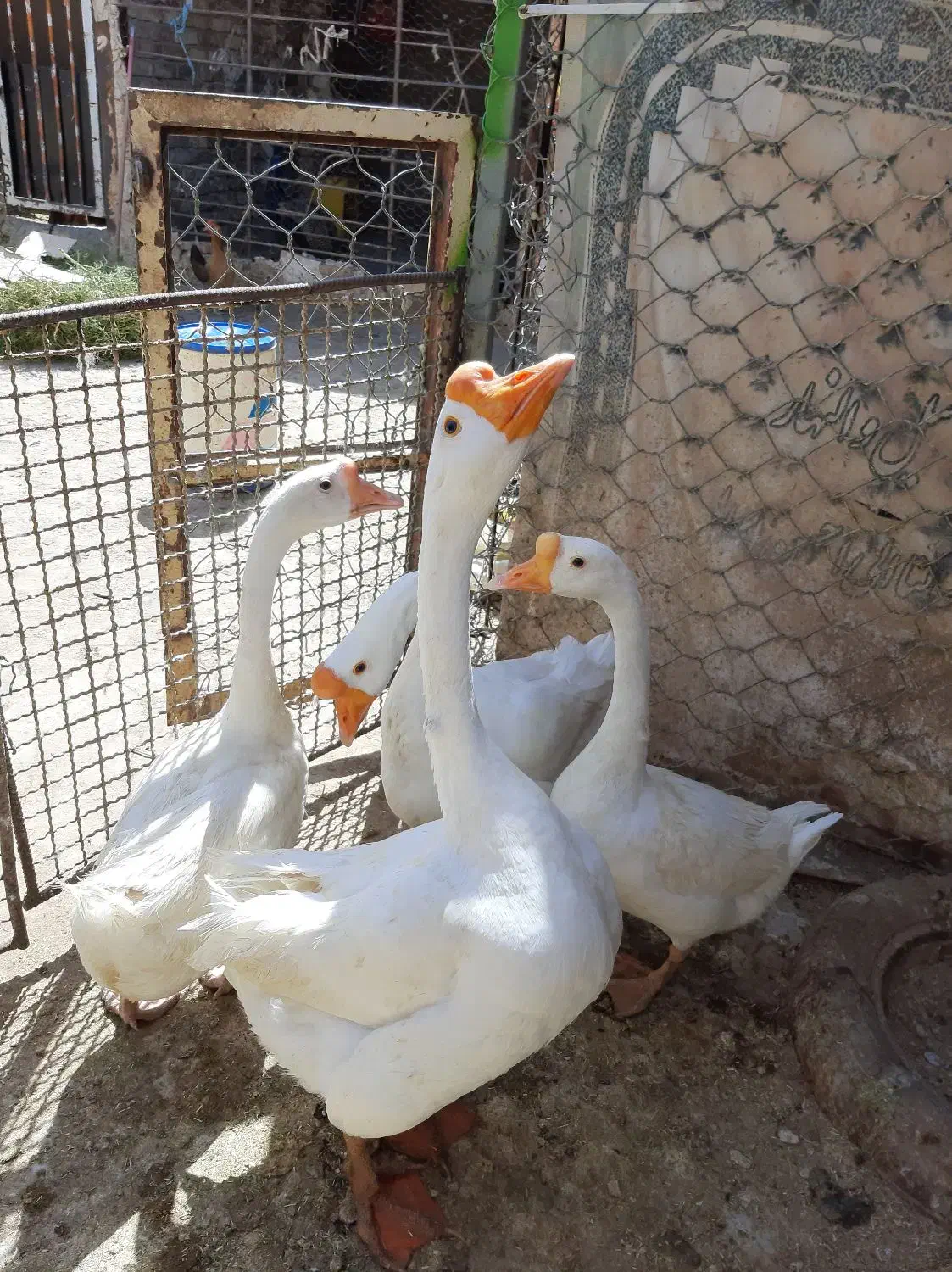 تخم قو غاز گردن ماری|حیوانات مزرعه|زابل, |دیوار