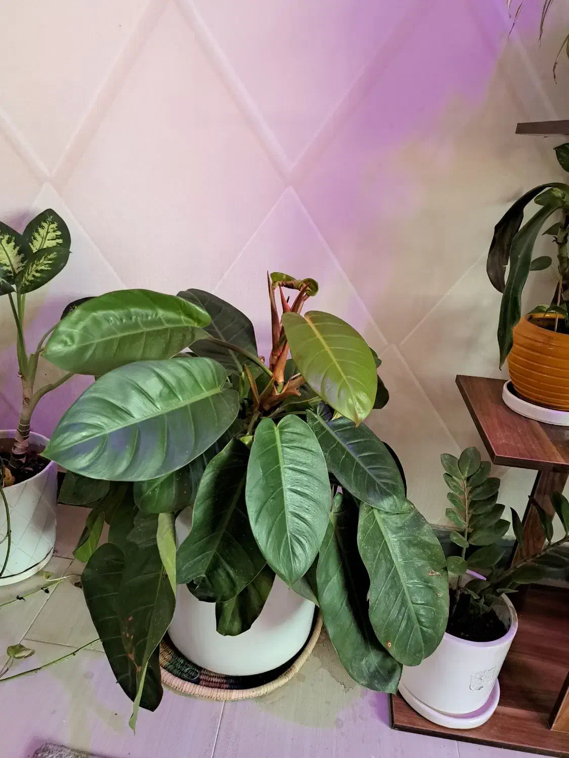 فروش استند به همراه گلدان ها|گل و گیاه طبیعی|دوگنبدان, |دیوار