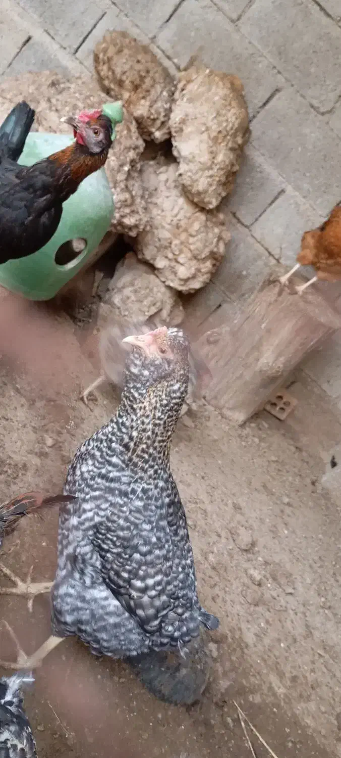 مرغ محلی تخمگذار دونه ۵۰۰|حیوانات مزرعه|بهبهان, |دیوار