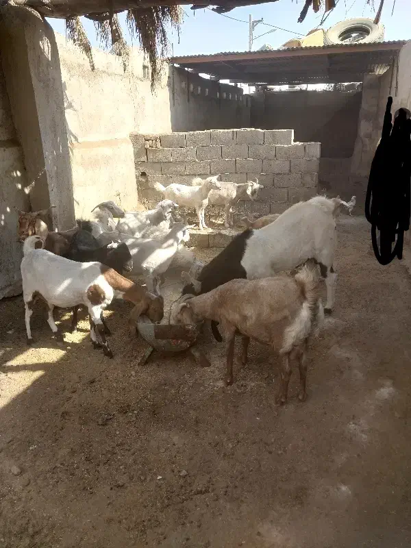 ۱۰ عدد بز دورگه آبستن ویک میش|حیوانات مزرعه|طبس, |دیوار