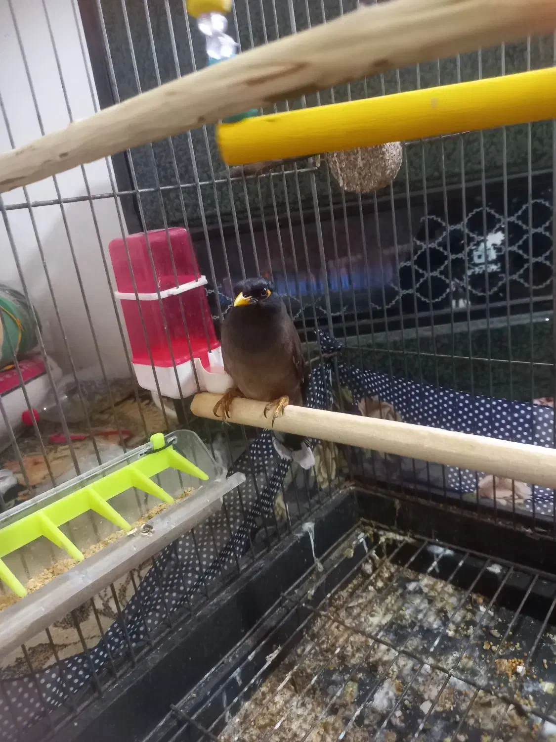 فروش مرغ مینا نر|پرنده|دابودشت, |دیوار