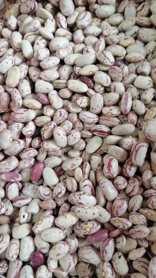 لوبیا چیتی|عمدهفروشی|کامیاران, |دیوار