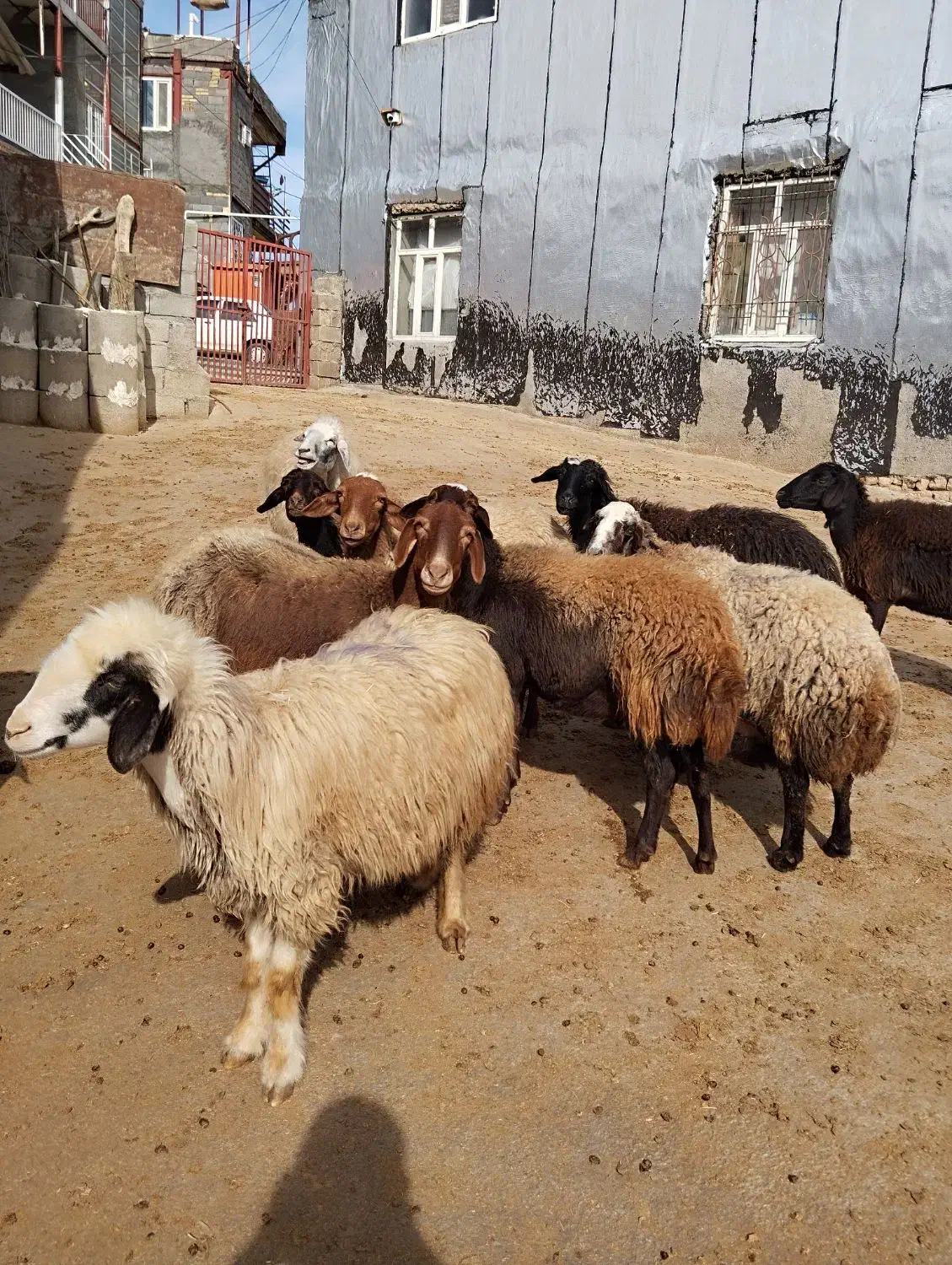 گوسفند بره قوچ|حیوانات مزرعه|سرپل ذهاب, |دیوار