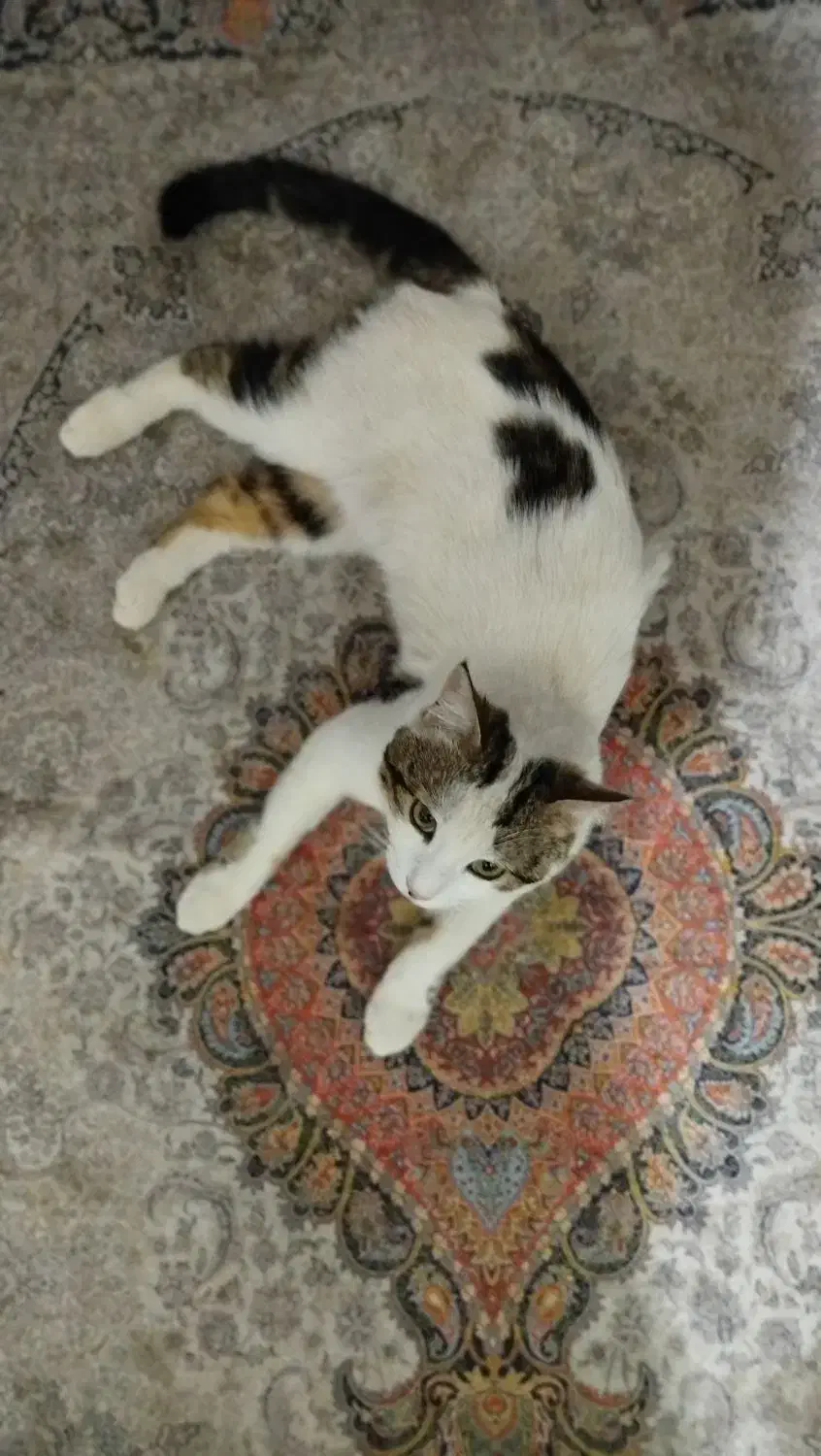 گربه گم شده|گربه|میبد, |دیوار