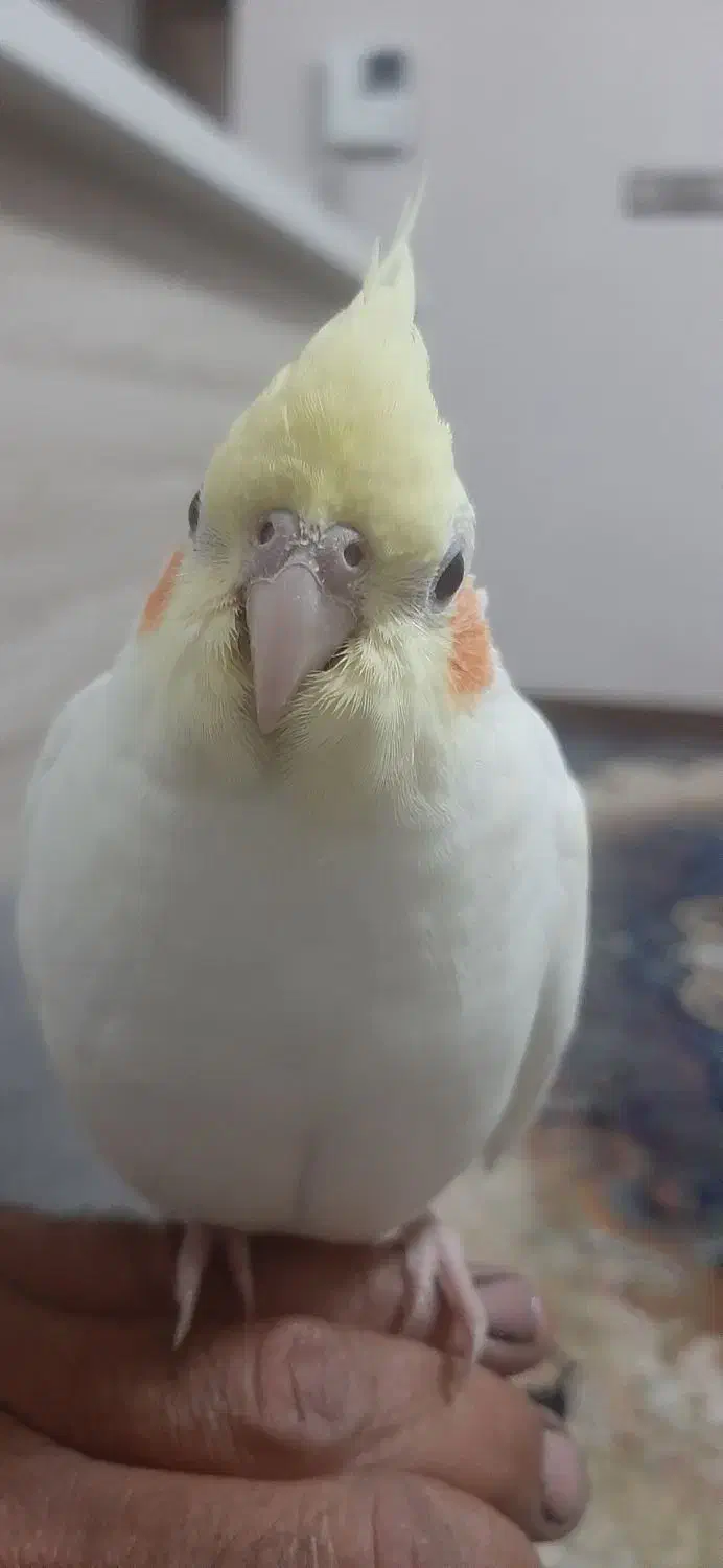 عروس هلندی لونتینو|پرنده|ابریشم, |دیوار