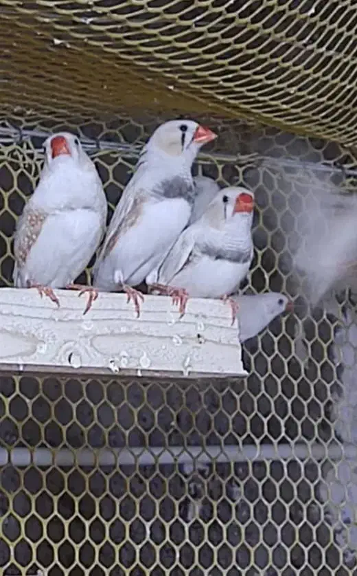 فنچ زبرا|پرنده|بندرعباس, |دیوار