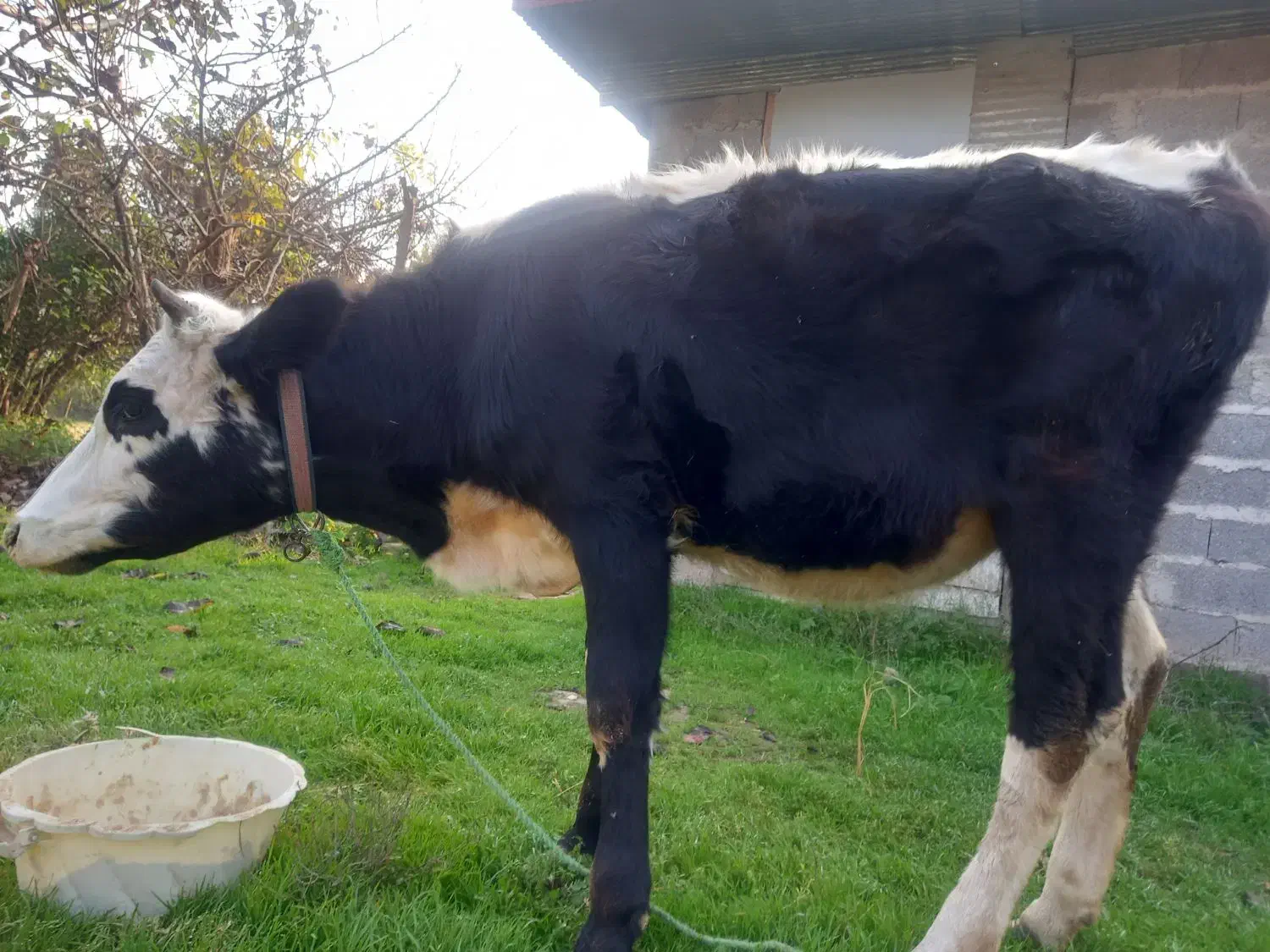 گاو هلشتاین|حیوانات مزرعه|لولمان, |دیوار