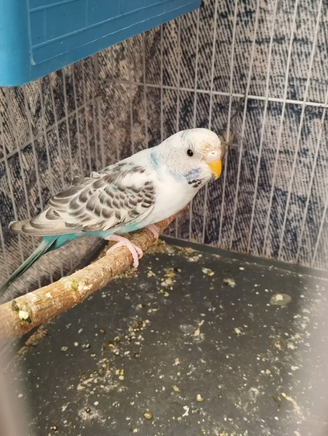 مرغ عشق|پرنده|شیروان (خراسان), |دیوار