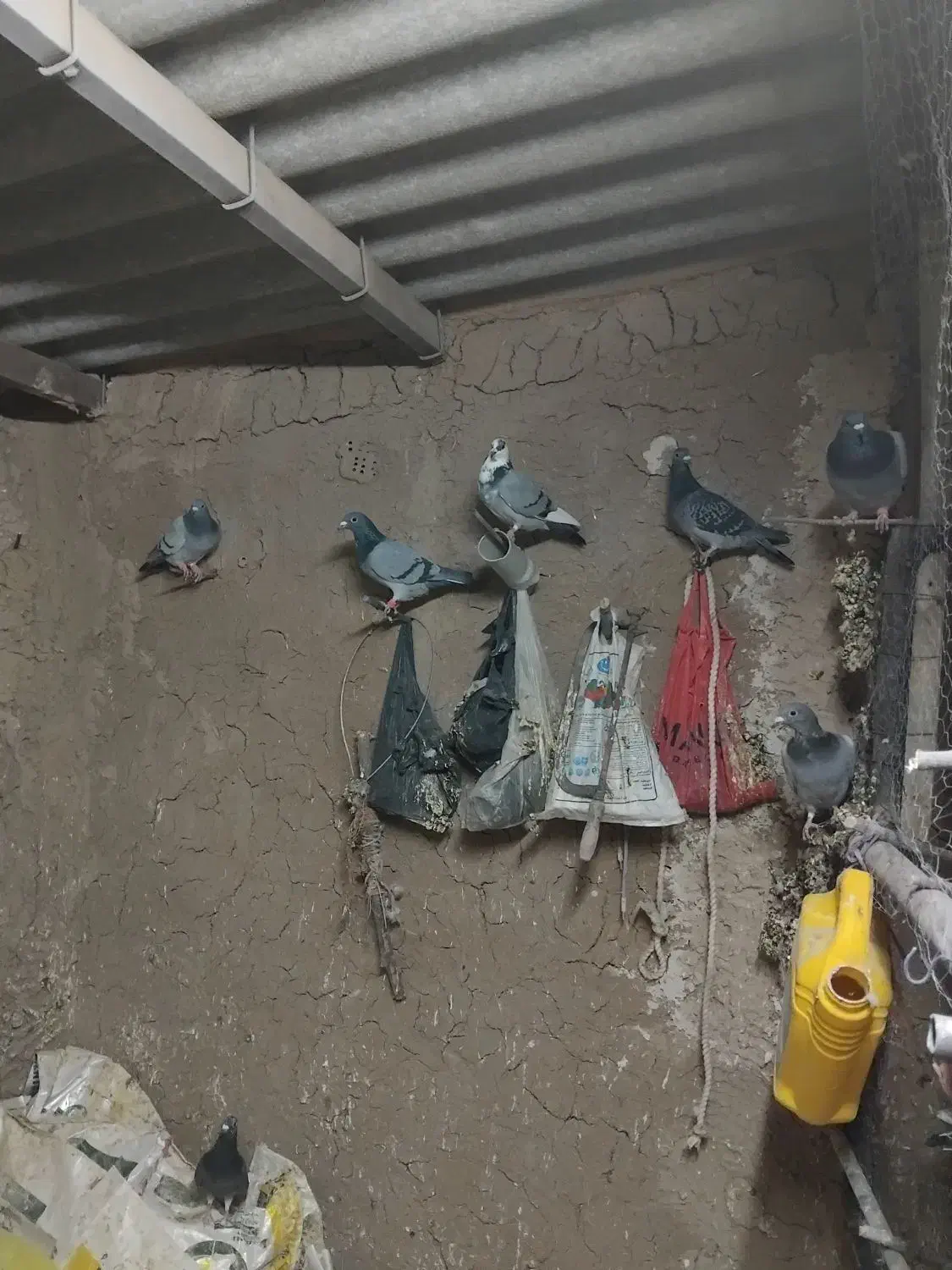 کفتر فروشی ۴۰تا جوانه سبز آلمانی|پرنده|ملک‌آباد, |دیوار