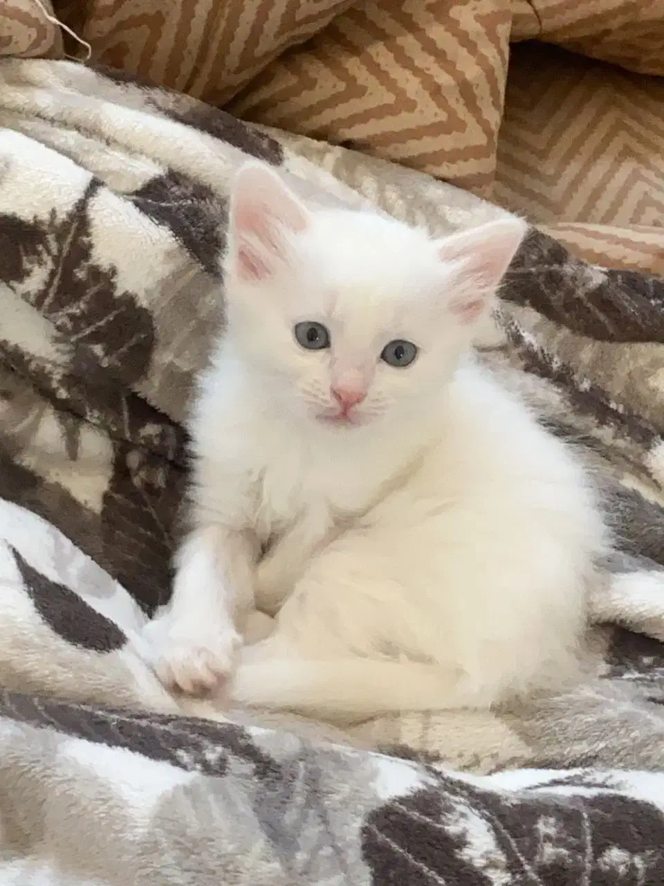 4 عدد بچه گربه 2ماهه|گربه|تبریز, |دیوار