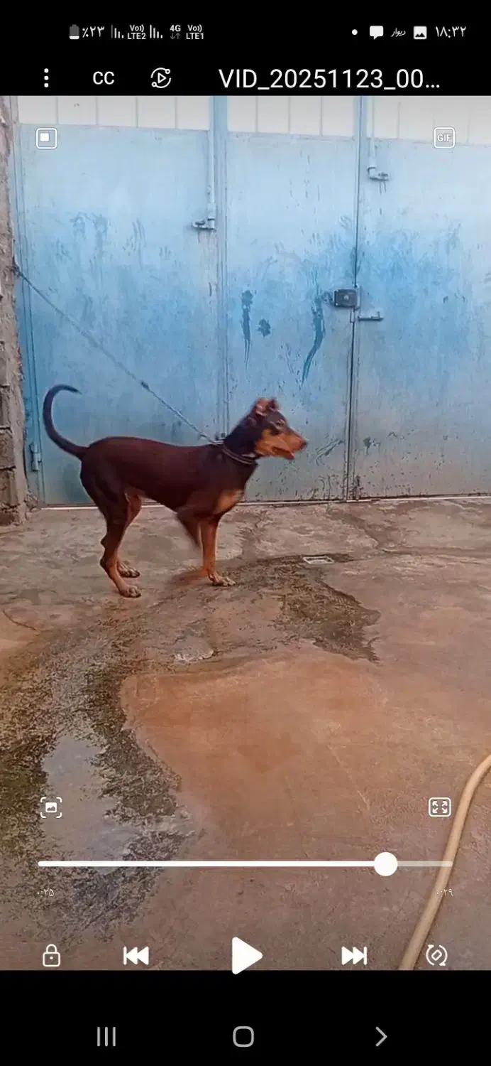 سگ دوبر من جوانه سر حال|سگ|کرمانشاه, |دیوار