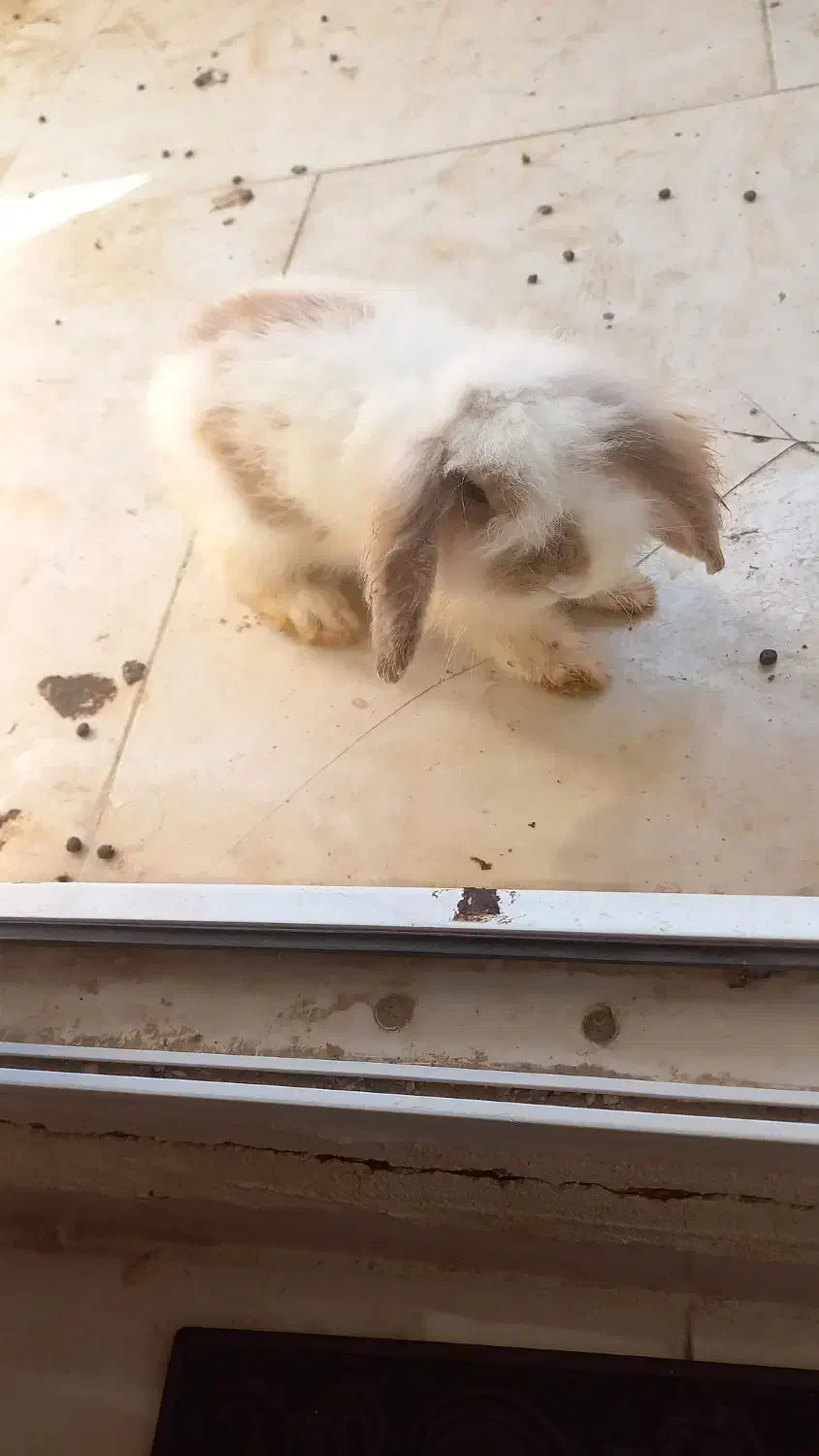 فروش خرگوش لوپو نر خانگی|موش و خرگوش|بندرعباس, |دیوار