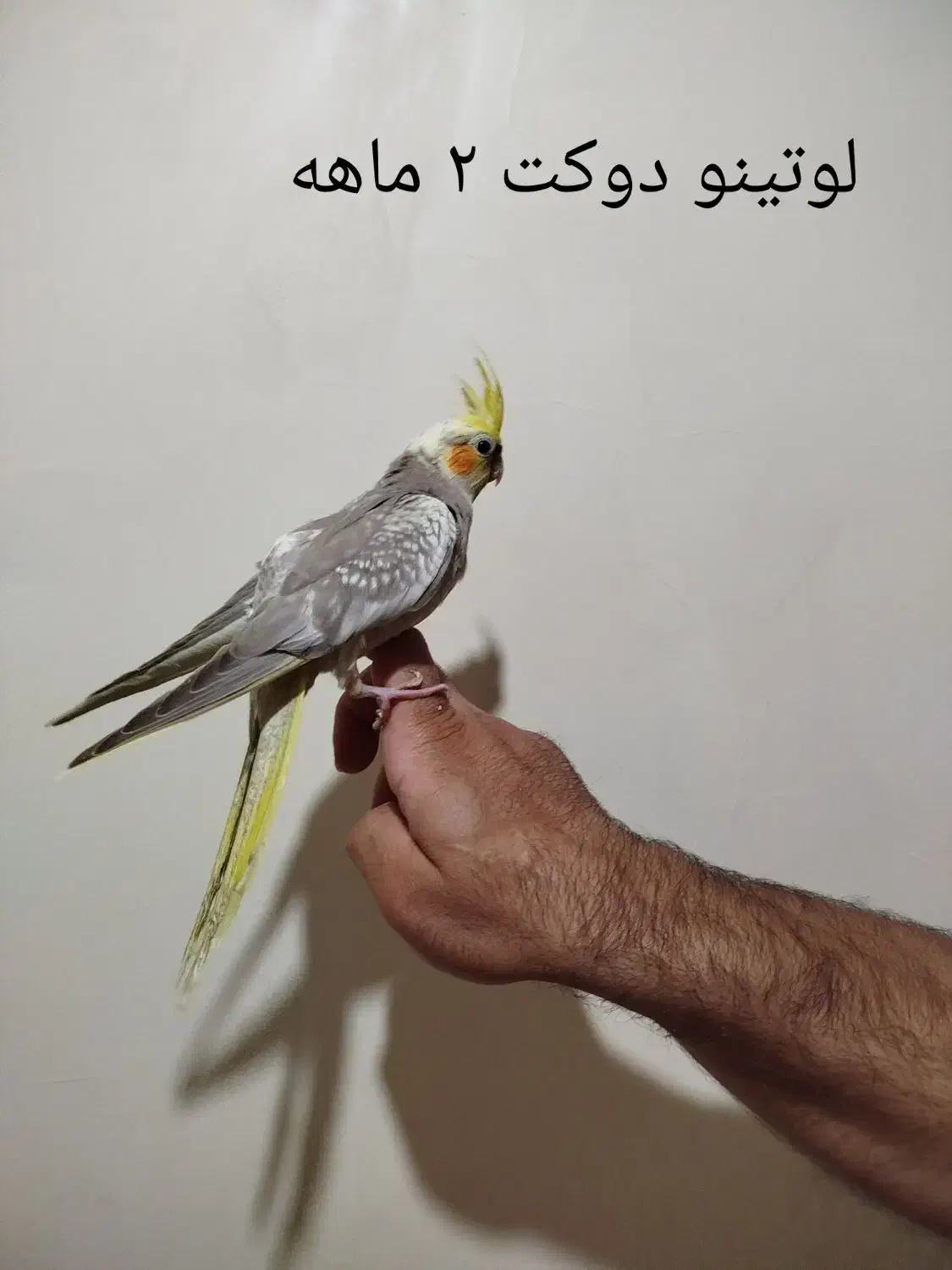 جوجه عروس لوتینو دوکت آلبینو سینامون رام و دستی|پرنده|کرج, حصارک پایین|دیوار
