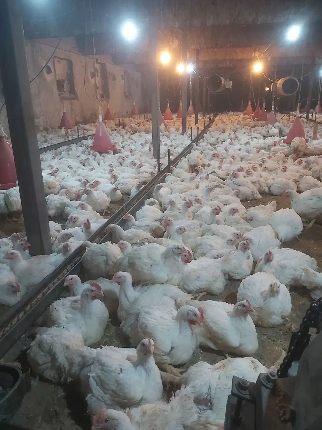 کارگر مرغداری|استخدام صنعتی، فنی، مهندسی|نوشین شهر, |دیوار