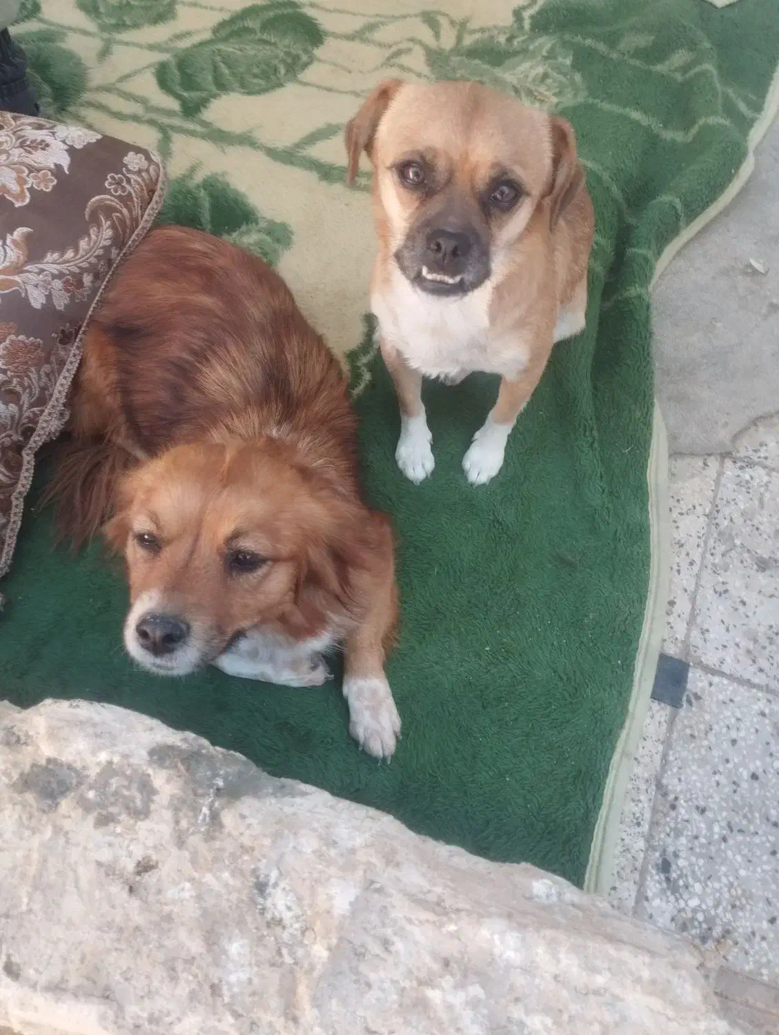 واگذاری سگ|سگ|شهرضا, |دیوار